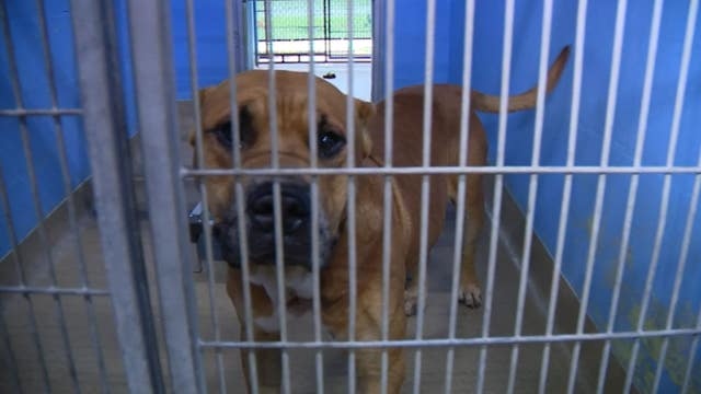 Orange County shelter reduces adoption fees to $25 as owner surrenders rise