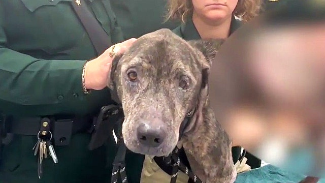 Dogs found 'extremely malnourished' after Florida deputies respond to overdose call