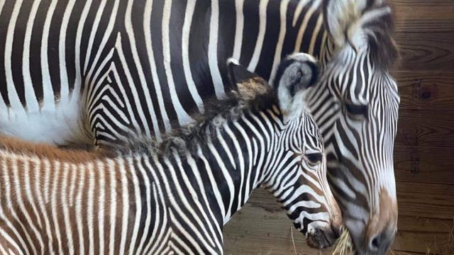 Brevard Zoo welcomes its first ever baby zebra