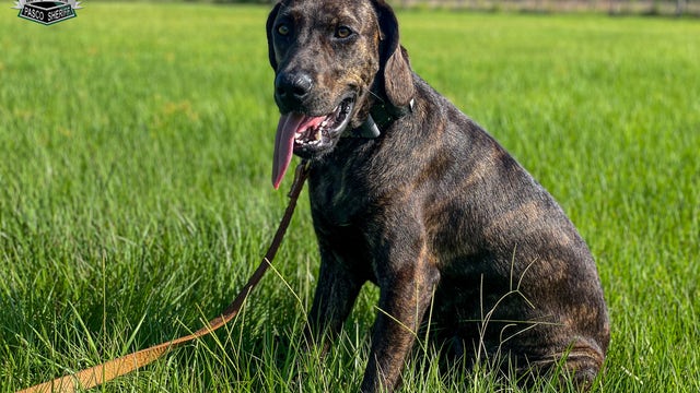 Pasco Sheriff's Department welcomes newest K9 recruit