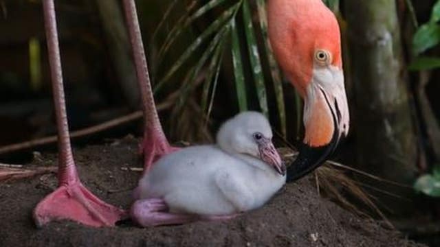 Adorable! Baby flamingo hatches at Discovery Cove in Orlando