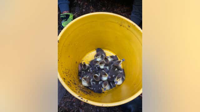 Firefighters rescue 15 baby ducklings from a storm drain in DeLand