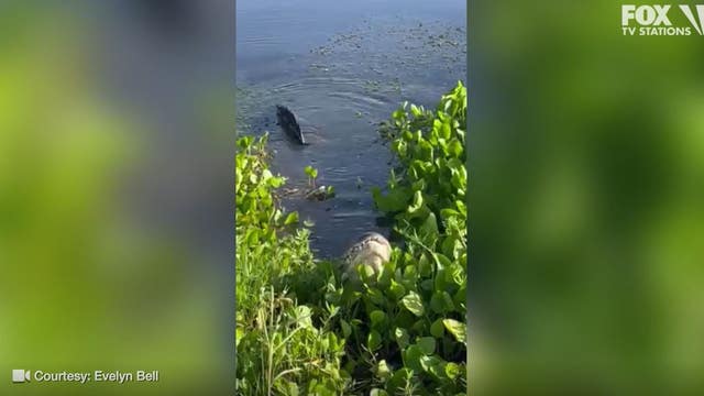 Alligator mating season: Video shows gator appear to make bellowing sounds at woman in Apopka
