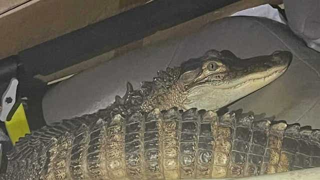 WATCH: Alligator named 'Karen' found in passenger seat of car after high-speed chase, deputies say
