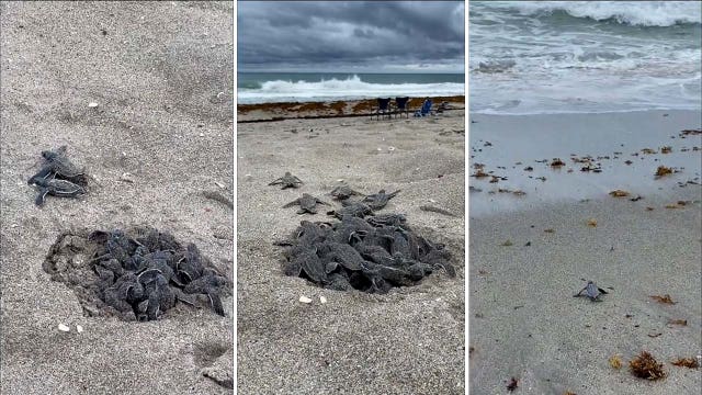 Baby turtle hatchlings on Florida's east coast make their way to Atlantic