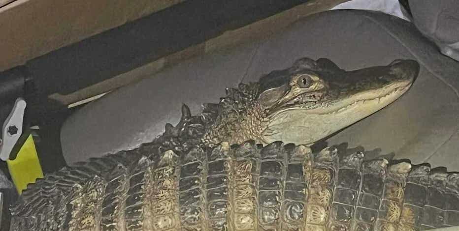 ●ALLIGATOR CITY maxresdefault.jpg?sqp=-