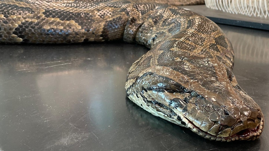 Florida Python Sets New State Record At Almost 18 Feet, 215 Pounds ...