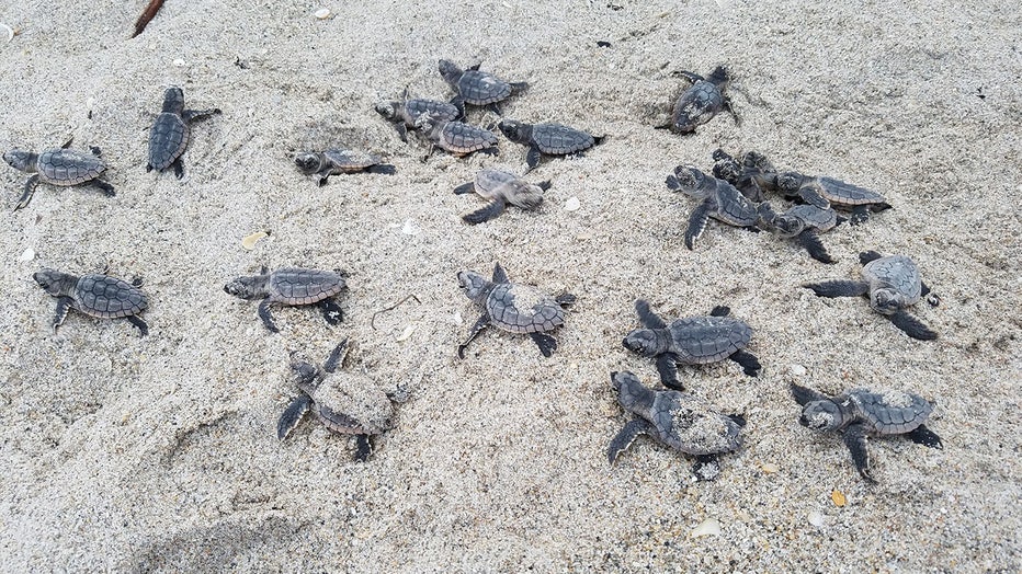 FWC-baby-sea-turtle.jpg