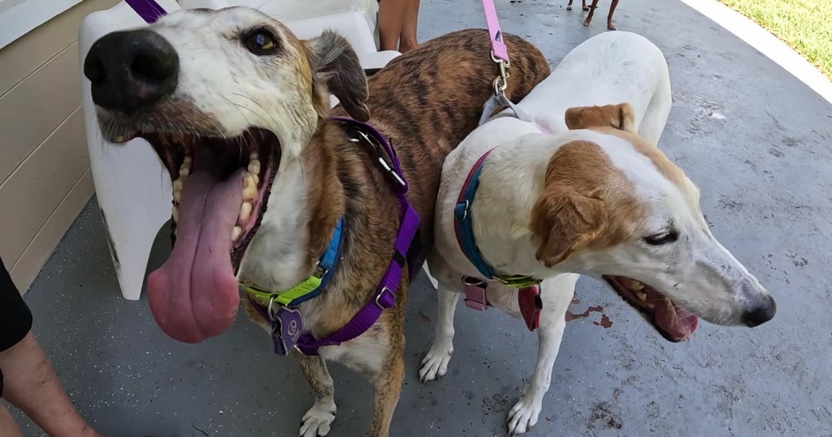 Greyhound rescue group helps dogs go from street life in Spain to sweet life in Florida