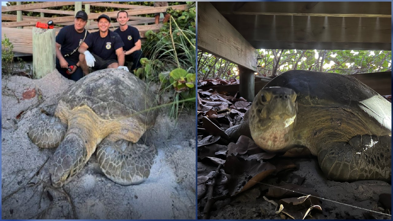 Sea Turtle Preservation Society saves stranded turtle in Melbourne Beach