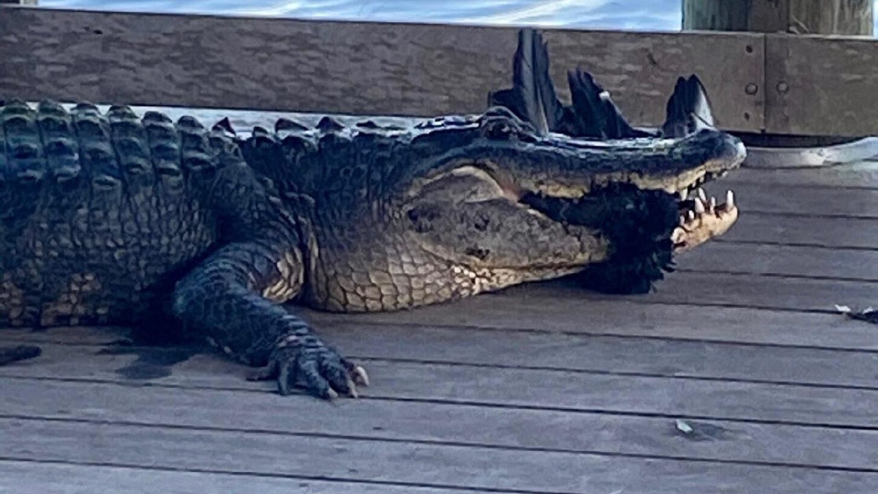 Palm Island Park reopens after temporarily closing because of