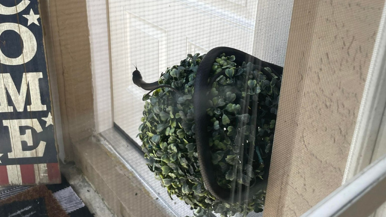 Sssssurprise! Sneaky snake finds perch at Florida woman's front door - Vimarsana News