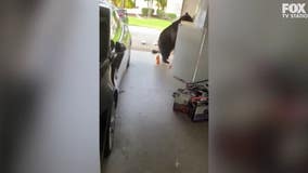 Watch: Curious bear gets himself a snack from Florida homeowner's garage
