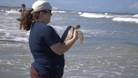 A sea turtle's 'lucky day': Clover the turtle released back into the ocean at Cocoa Beach