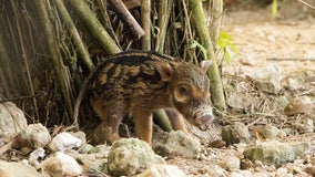 Disney welcomes 'a-boar-able' baby piglet at Animal Kingdom Lodge