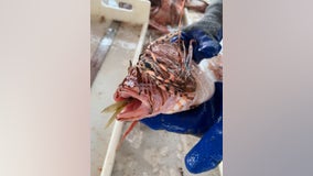 FWC hosts tournament to harvest invasive lionfish for a chance to win prizes