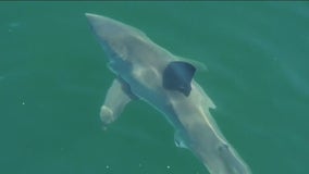 Could this be the reason for the recent shark sightings?