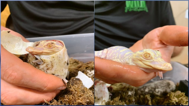 VIDEO: Baby albino alligator hatches at Wild Florida animal park