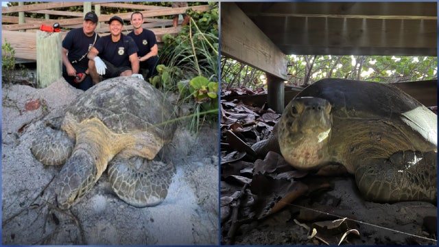 Brevard County firefighters help rescue 200-pound turtle trapped under boardwalk at Melbourne Beach