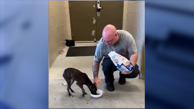 Meet Nola: Malnourished pup rescued, adopted by an Orange County firefighter