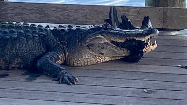 Palm Island Park reopens after temporarily closing because of 'aggressive' alligator, FWC says