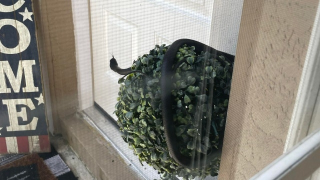 Sssssurprise! Sneaky snake finds perch at Florida woman's front door