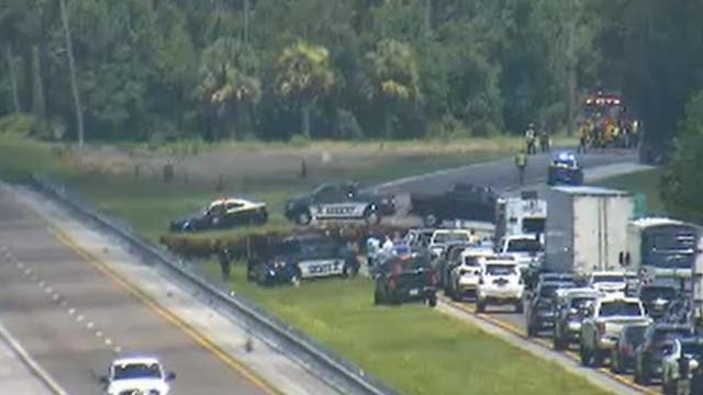 An udder mess: some 70 cows let loose on Florida Turnpike after cattle hauler caught fire, officials say