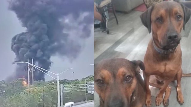 'Those were my babies': Heartbroken owner believes 2 dogs died in large industrial fire in Orange County