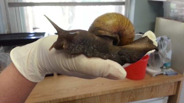 1,000 Giant African land snails found in Pasco County, officials say