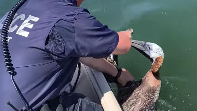Video: Florida police save pelican trapped in fishing line, hook