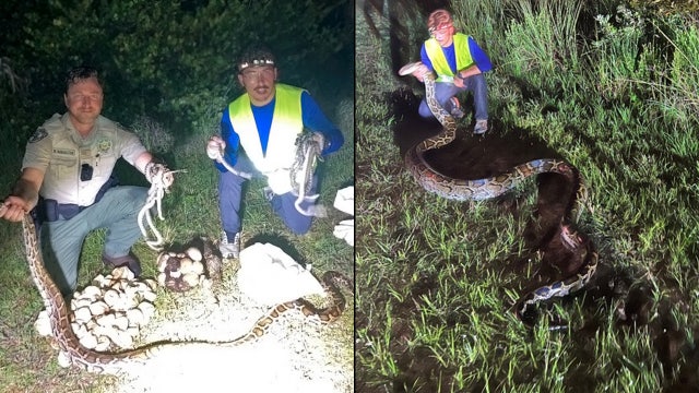 2 large mama pythons, dozens of hatchlings found at Florida's Big Cypress National Preserve