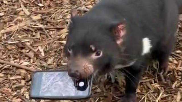 WATCH: Tasmanian devil refuses to give phone back that fell into enclosure