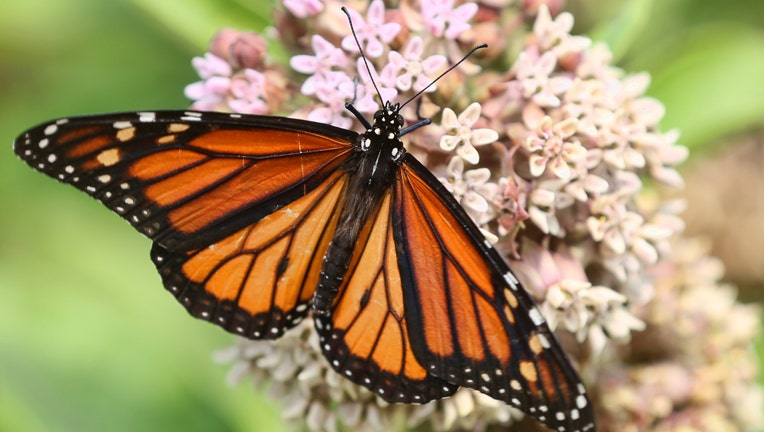 GETTY Monarch Butterfly