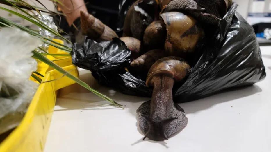 giant african land snail customs