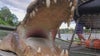 'Like winning the lottery': Alligator hunting season begins in Florida