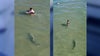 Video: Drone captures shark stealthily swimming near people in Florida