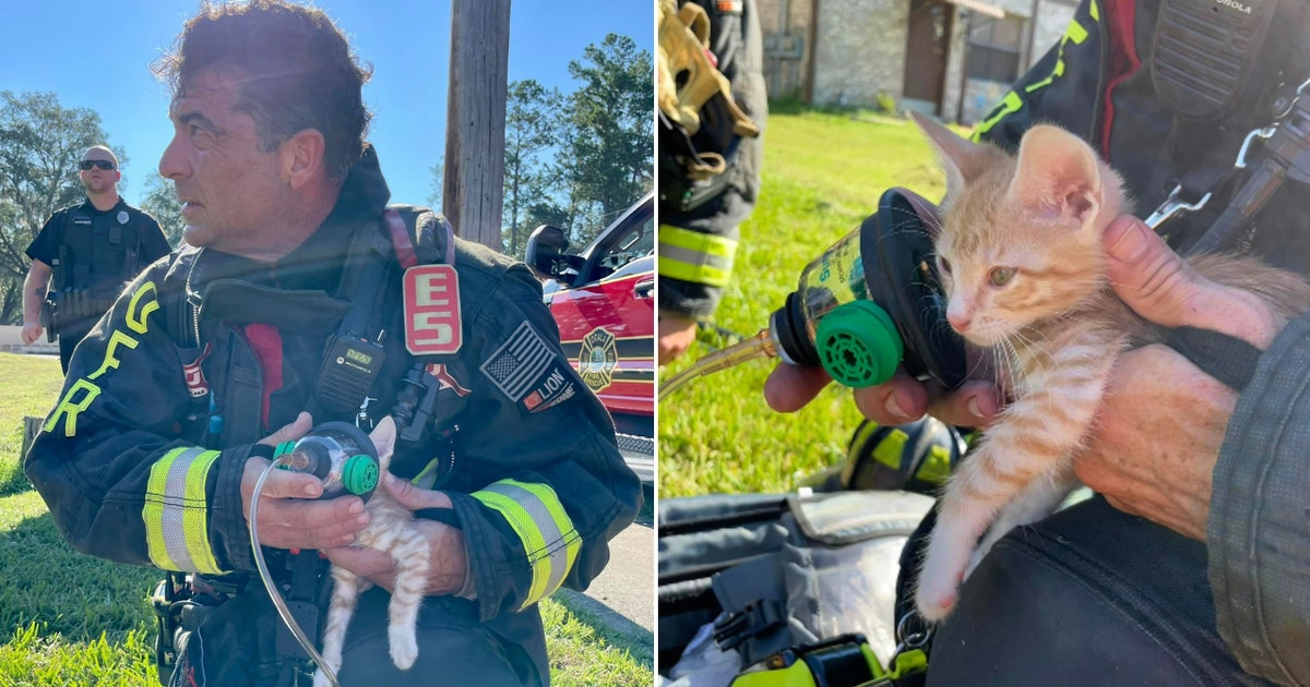 4 pets rescued, 2 other pets die in Ocala apartment fire | FOX 35 Orlando