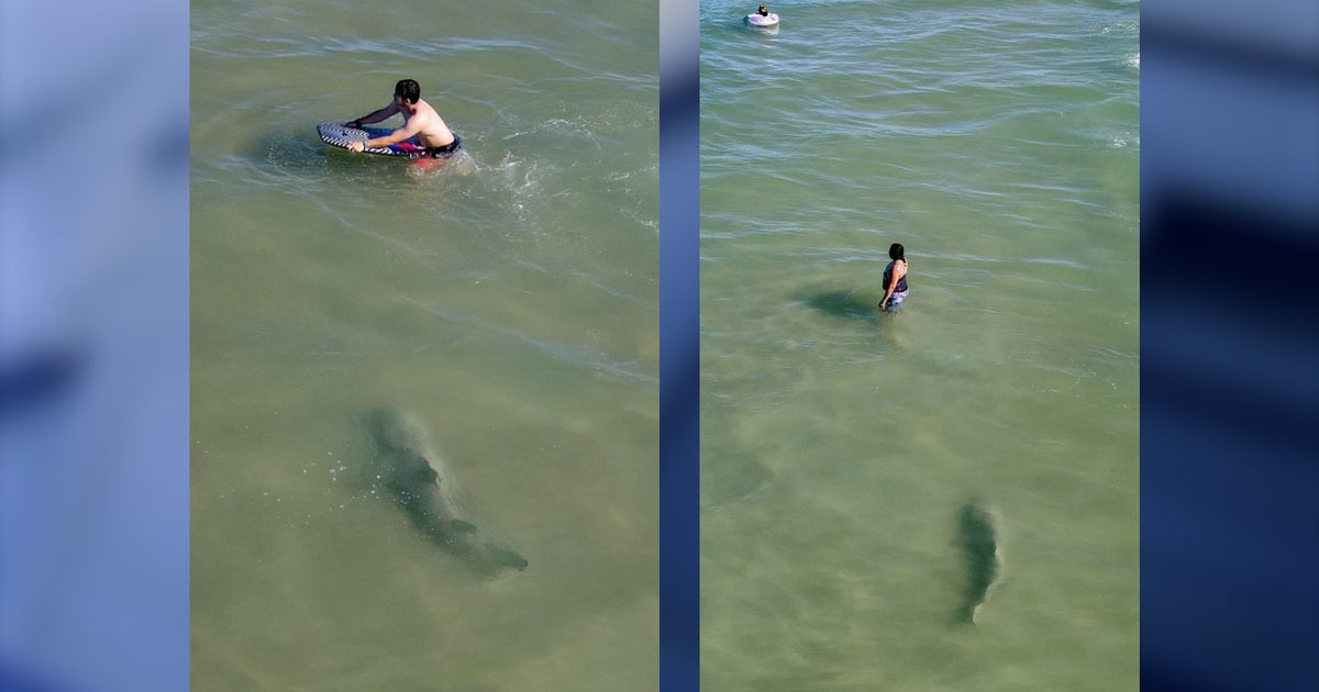 Video: Drone captures shark stealthily swimming near people in Florida ...