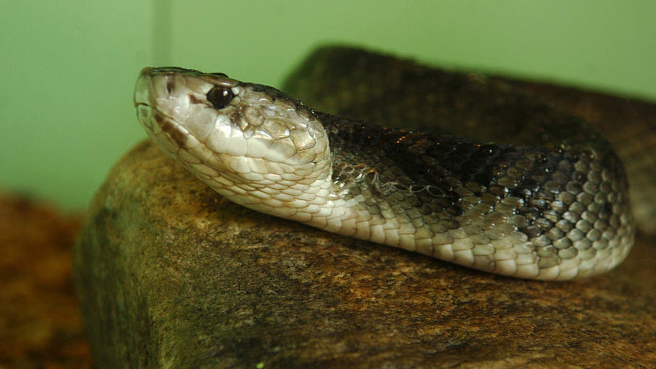 Cottonmouth snake eats Burmese python in Florida: See the wild X-ray - Vimarsana News