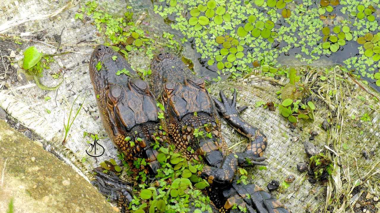 PHOTO: Alligators appear to ‘hug’ at Florida preserve