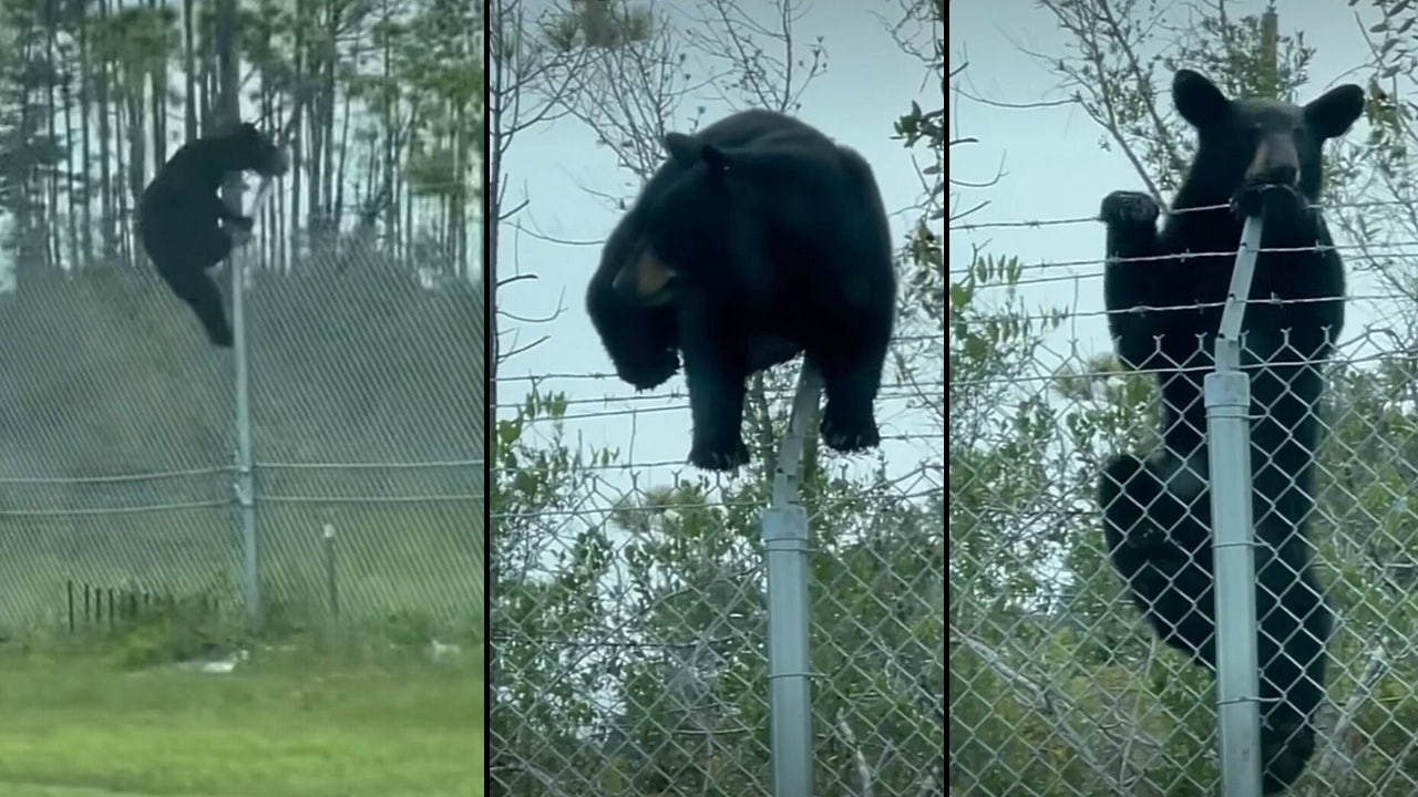 Bear fence store