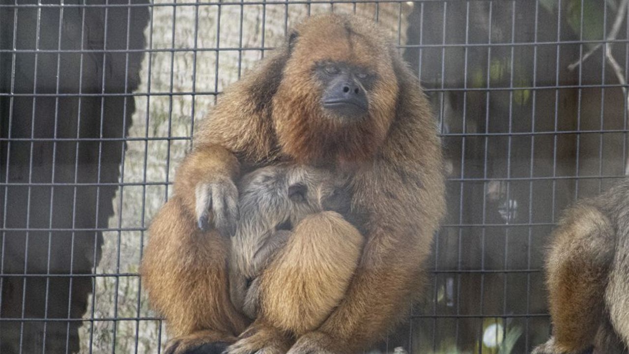 Brevard Zoo Welcomes First Ever Baby Howler Monkey To The Family | FOX ...