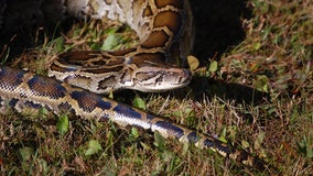 Florida Python Challenge: Hunters descend on Everglades to catch and kill invasive snakes