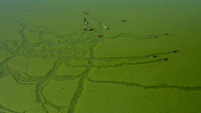 Now is prime time for toxic algae blooms that can sicken people, kill pets