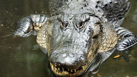 Alligators, snakes creep onto people's property as Ian flooding worsens in Florida