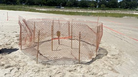 ‘A good sign’: 1st sea turtle nest spotted on Mississippi beach in 4 years