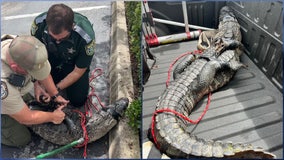 Florida alligator roaming Wendy's parking lot wrestled by deputies, captured