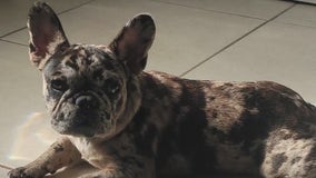 Florida pet owners say French bulldog stolen from yard
