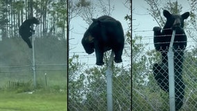 Video: Bear climbs barbed wire fence at Florida Air Force base