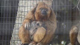 Brevard Zoo welcomes first ever baby howler monkey to the family